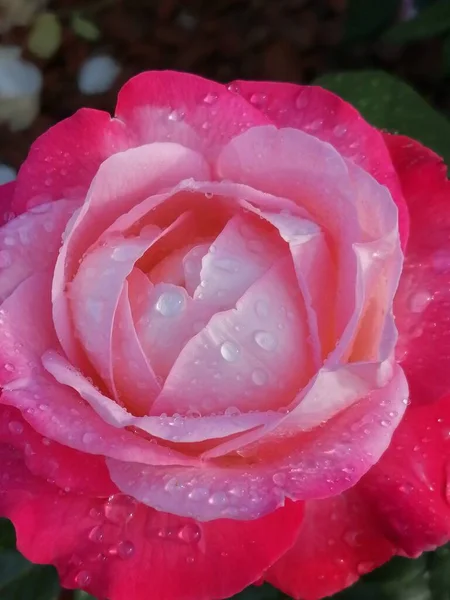 Τριαντάφυλλο Ροζ Λευκό Δροσιά Πέφτει Νωρίς Πρωί — Φωτογραφία Αρχείου