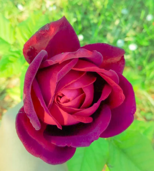 Eine Schöne Rote Rose Die Noch Nicht Vollständig Erblüht Ist — Stockfoto