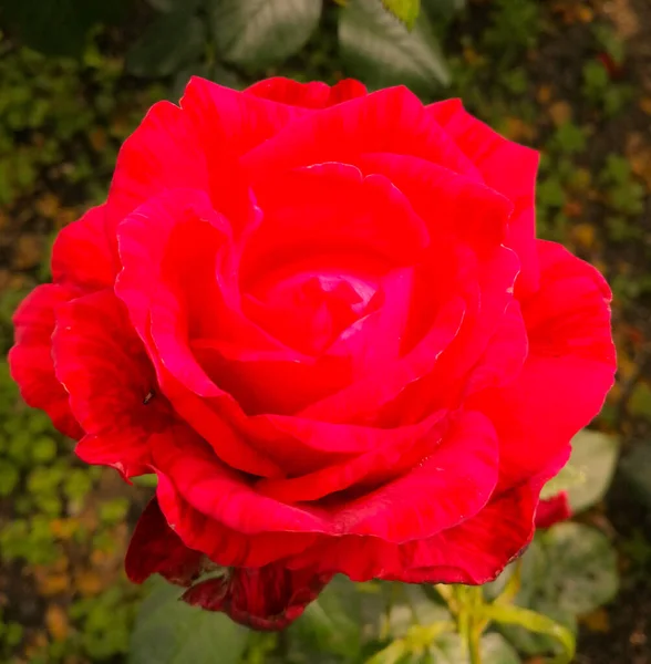 Rote Rose Mit Dunklen Streifen Auf Den Randblättern — Stockfoto
