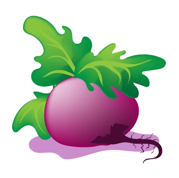 Large Purple Beetroot Green Leaves Light Background — Stock vektor