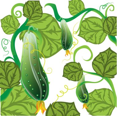 Fresh green cucumbers grow on stems with leaves on a white background