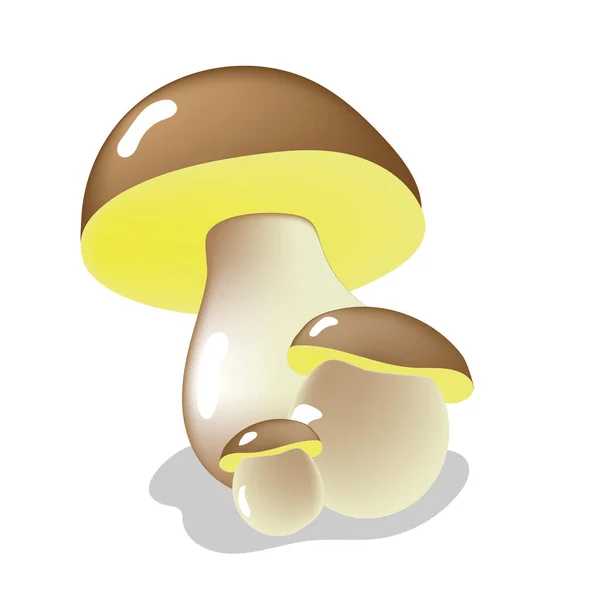Three Fresh Porcini Mushrooms Thick Legs White Background —  Vetores de Stock