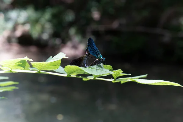 Zwei Blaue Und Rote Libellen Die Sich Auf Einem Grünen — Stockfoto