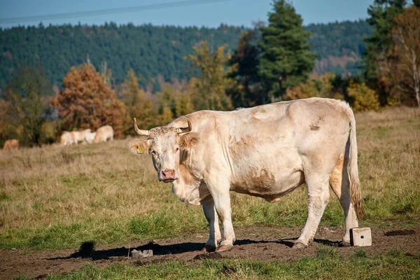 Nötkreatur Och Betesdjur Coagricultural Cattle Grazing Cows Tjeckien — Stockfoto