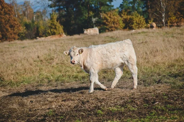 Nötkreatur Och Betesdjur Coagricultural Cattle Grazing Cows Tjeckien — Stockfoto