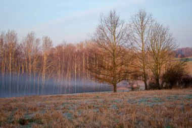 Tarlanın kenarında sabah sisi