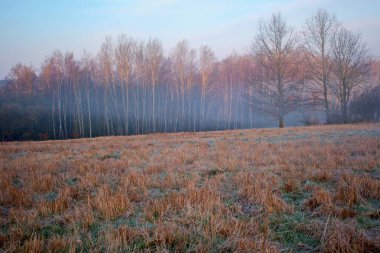 Tarlanın kenarında sabah sisi