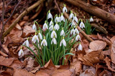 Kar damlası çiçeği güzel tomurcuk bırakır. Doğal çiçek.