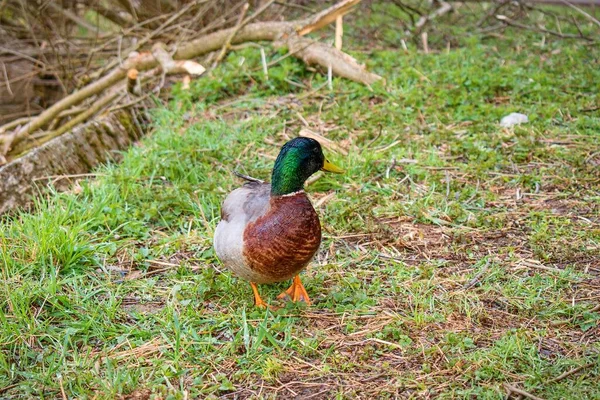 Mallard Our Largest Floating Duck — Stock Photo, Image