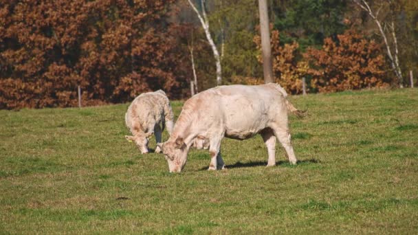 Bovinos Agrícolas Vacas Moagem República Checa — Vídeo de Stock