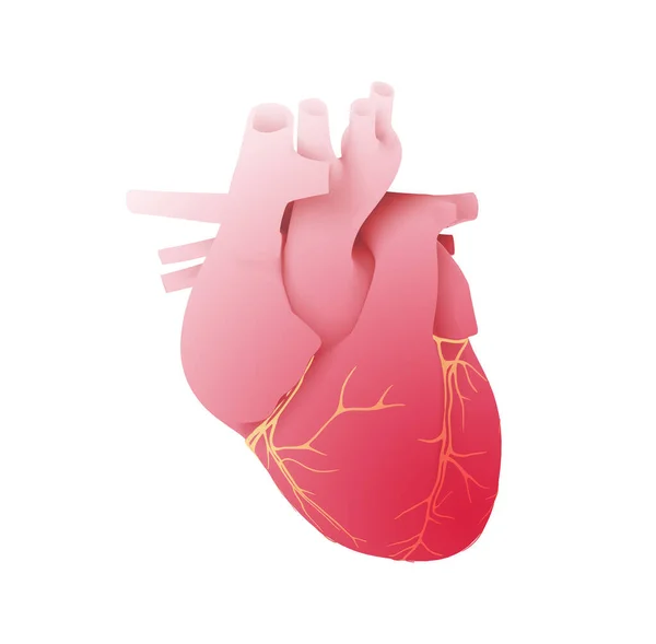 Illustration Heart Veins Seen Front Bright Colors White Background — Stockfoto