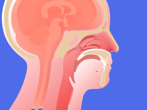 Анатомічна Ілюстрація Голови Людини Всередині Носа Ent Графічне Зображення Обрізане — стокове фото