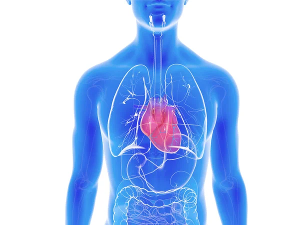 Kalbin iç anatomideki 3 boyutlu çizimi. Beyaz arkaplanda mavi arka planda şeffaf bir şekil.