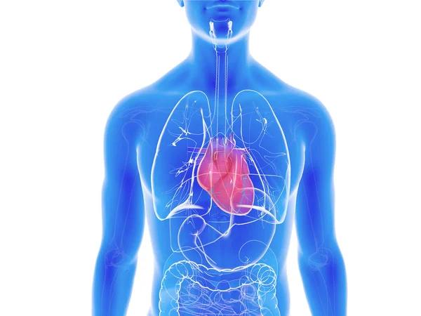 해부학에서 심장에 배경에 파란색 백라이트 무늬의 — 스톡 사진