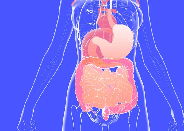 Ilustração Anatômica Sistema Digestivo Interior Transparente Corpo Humano Mostrando Órgãos — Fotografia de Stock