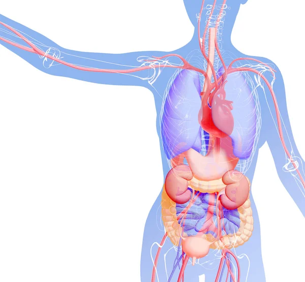 Ilustración Anatómica Del Cuerpo Humano Mostrando Los Órganos Internos Con —  Fotos de Stock
