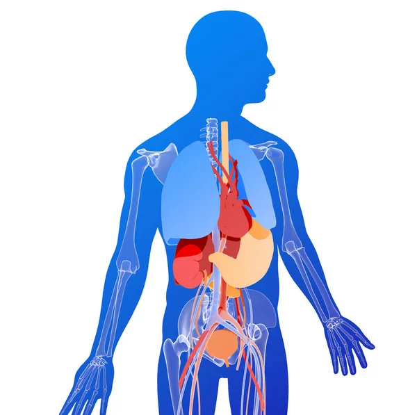 İnsan vücudunun siluetinde iç organların anatomik 3 boyutlu çizimi. Beyaz arkaplanda mavi renk.