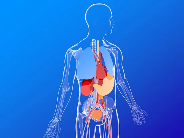 Anatomiczna Trójwymiarowa Ilustracja Organów Wewnętrznych Sylwetce Ludzkiego Ciała Niebieski Kolor — Zdjęcie stockowe