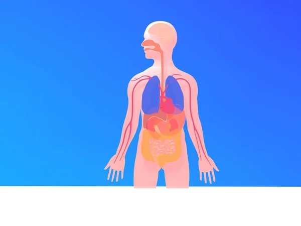 Organların Anatomik Boyutlu Çizimi Nsan Vücudunun Siluetinin Kısmındaki Düz Görüntü — Stok fotoğraf
