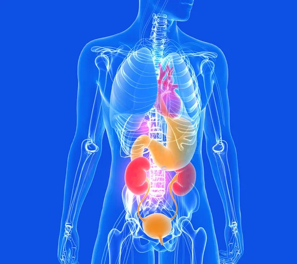 Anatomische Illustration Des Menschlichen Körpers Aus Transparentem Glas Zeigt Die — Stockfoto