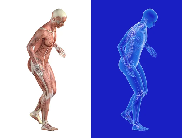 歩行や足をサポートするときの痛みの3Dイラスト 筋肉と透明な内側の骨格を持つ2つの双子の解剖学的画像 — ストック写真
