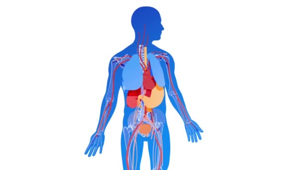 Anatomical Animation Internal Organs Silhouette Human Body — Stock Video