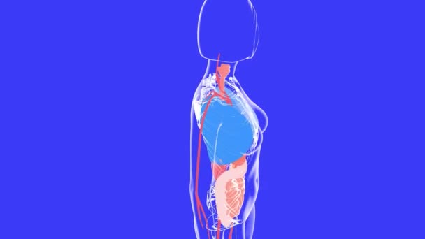 Anatomical Animation Interior Human Body Woman Spinning Showing Digestive System — Video Stock