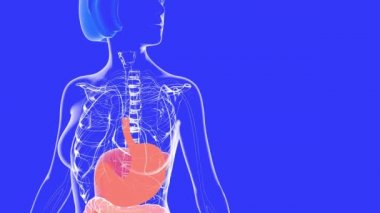 Genişlemiş sindirim sisteminin 3 boyutlu anatomik animasyonu. Diğer iç organları gösteren parlak renklerle insan vücudunun içi şeffaf..