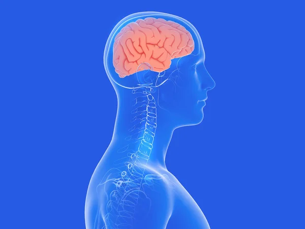 Ilustración Anatómica Del Cerebro Humano Que Muestra Dolor Cabeza Cuello — Foto de Stock