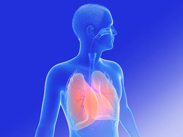 Akciğer Kbb Nin Boyutlu Anatomik Çizimi Profil Trakea Bronş Burun — Stok fotoğraf