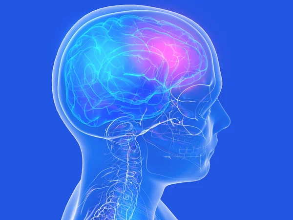 Иллюстрация Человеческого Мозга Прозрачная Внутренняя Анатомия Головы Шеи Синем Фоне — стоковое фото