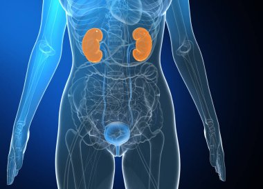 Siyahi eğilimli bir kadının tıbbi anatomisinin 3 boyutlu çizimi. İç cam organlarını canlı renklerle göstererek idrar sistemini ve böbrekleri vurguluyor..