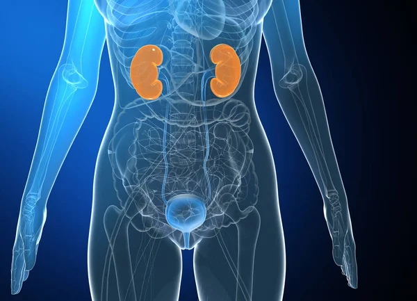 Siyahi eğilimli bir kadının tıbbi anatomisinin 3 boyutlu çizimi. İç cam organlarını canlı renklerle göstererek idrar sistemini ve böbrekleri vurguluyor..