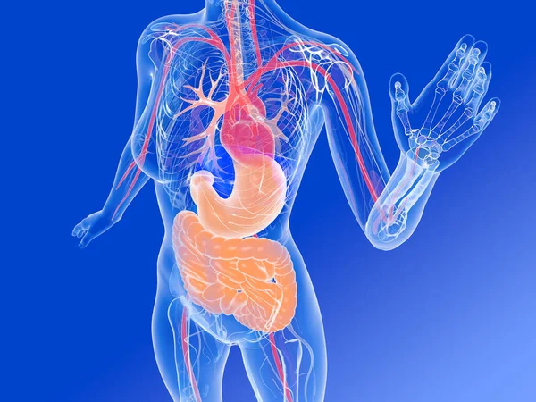 Illustration Kvinnlig Mänsklig Inre Anatomi Visar Transparenta Inre Organ Med — Stockfoto