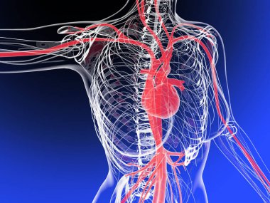 Bir insanın siluetinin anatomik kalbi ve diğer iç organları gösteren üç boyutlu bir çizimi. Siyah gradyan arkaplan üzerindeki arterler ve dolaşım sistemi.