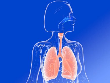 3d illustration of the lungs and bronchi next to the digestive system. Image of transparent woman with hair viewed from above on blue gradient background. clipart