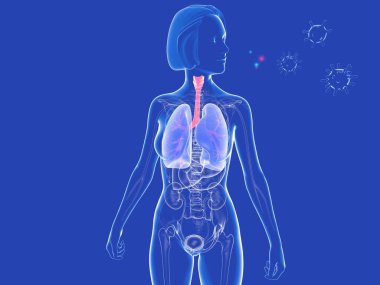 Virüslerin yanında kadın solunum sistemi anatomisinin 3 boyutlu çizimi. Akciğerlerin, soluk borusunun ve kulak zarının grafiksel gösterimi. Mavi arkaplanda şeffaf resim.