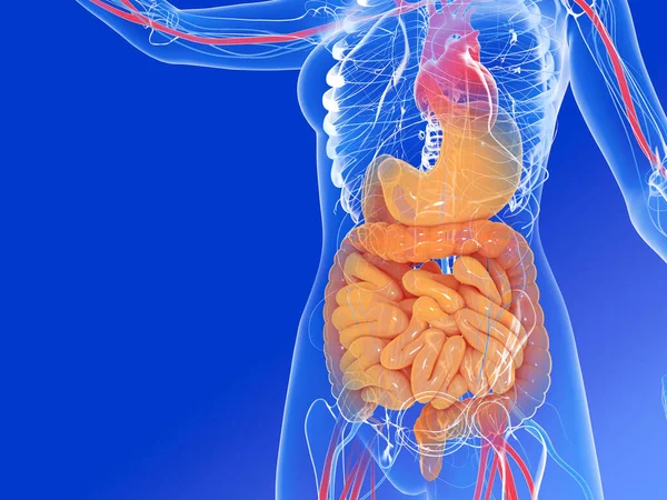 Kadın iç anatomisinin 3 boyutlu çizimi. Şeffaf iç organları canlı renklerle göstermek, sindirim sistemini ve kalbi vurgulamak.