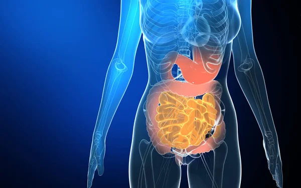 Ilustração Anatomia Interna Feminina Transparente Mostrando Órgãos Internos Vidro Com — Fotografia de Stock