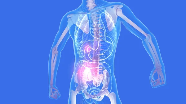 骨格や他の内部ガラス器官を強調し 男の内部解剖学の3Dイラスト 青の背景に切り取られた透明画像 — ストック写真