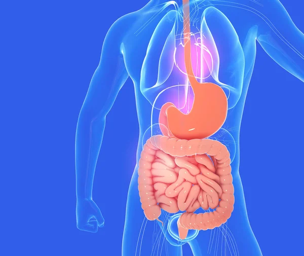 3D illustration of the digestive system of the male anatomy, along with other internal organs. Image of glass on blue background, front view.