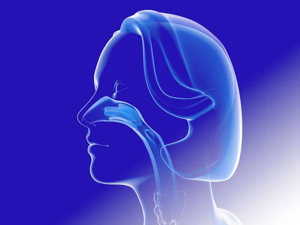 Illustration Ent Woman Nose Transparent Image Blue Background Side View — стоковое фото