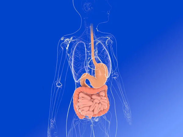 消化器系や他の内臓を示す女性の内部解剖学の3Dイラスト 青のグラデーションの背景に透明画像 — ストック写真