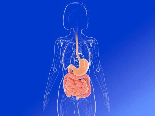 女性の解剖学的フロントビューの3Dイラスト 胃や腸を強調内部器官を示しています 青の背景に透明画像 — ストック写真