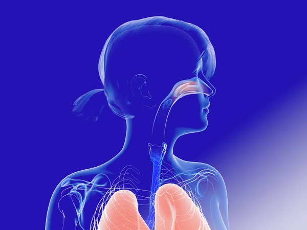 Ilustración Los Pulmones Bronquios Otros Órganos Internos Ent Imagen Mujer — Foto de Stock