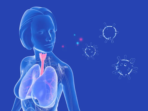 3D illustration of female respiratory system anatomy next to viruses. Graphic representation of the lungs, trachea and ENT highlighting. Transparent image on blue background.