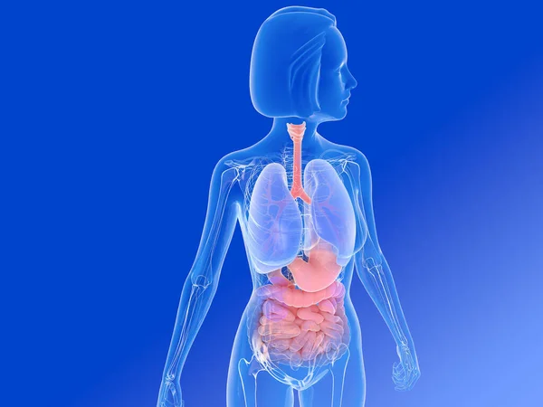 Illustration Semi Transparent Lungs Bronchi Other Internal Organs Image Cropped — Fotografia de Stock