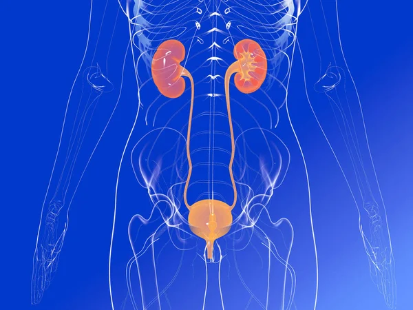 3D描述肾 泌尿系统 近端器官和透明骨骼的解剖 蓝色背景上透明的图形图像 — 图库照片