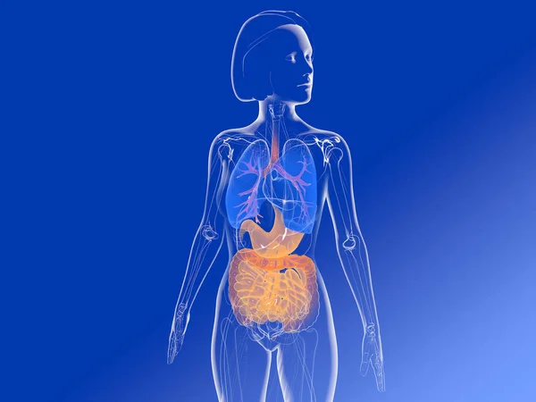 Illustration Internal Anatomy Woman Showing Respiratory Digestive Heart Systems Transparent — Stockfoto