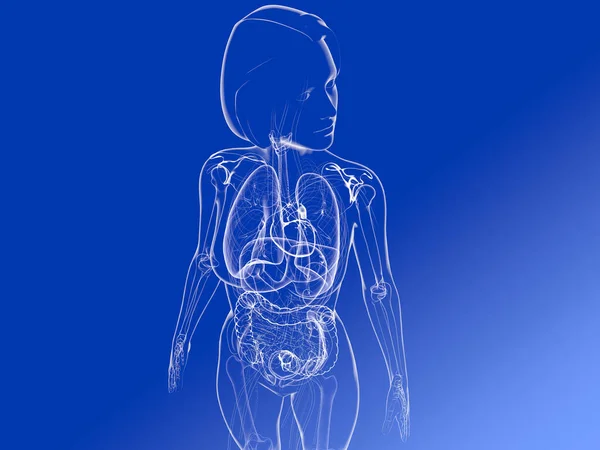 Solunum Sindirim Kalp Sistemlerini Gösteren Boyutlu Anatomi Mavi Gradyan Üzerinde — Stok fotoğraf